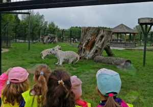Dzieci oglądają karmienie tygrysów